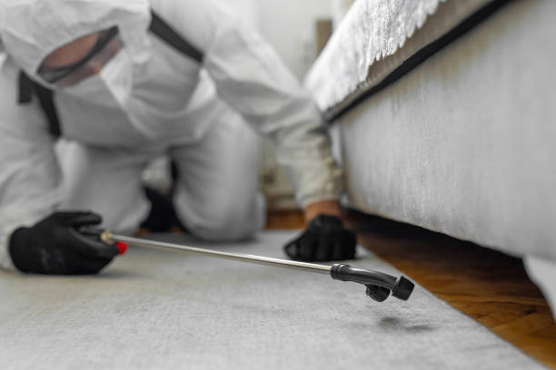 Professional Ant Control technician working in Allen, TX
