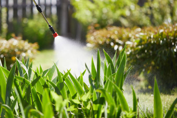 24/7 Emergency Ant Control experts in Allen, TX